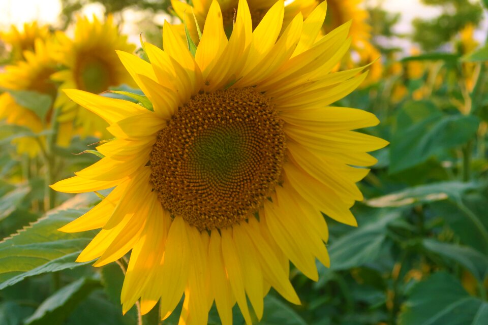 Plant nature sunflower