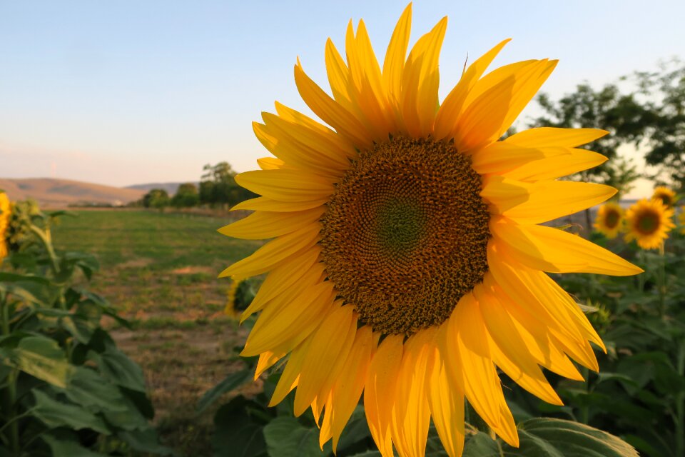 Nature plant flower