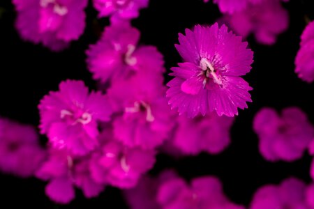 Bloom flower dianthus photo