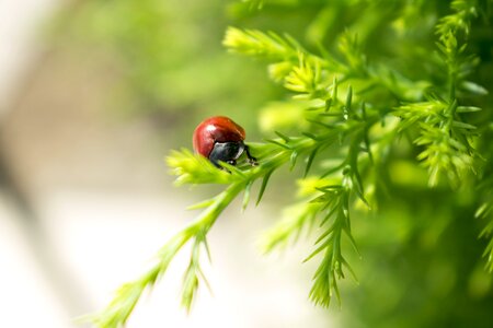 Insects flower nature photo