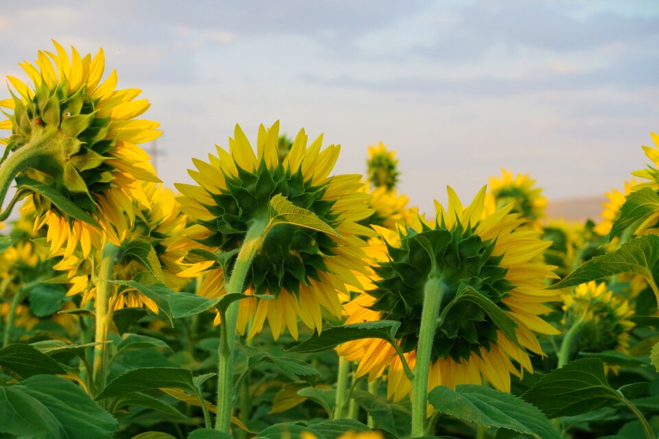 Nature agriculture field