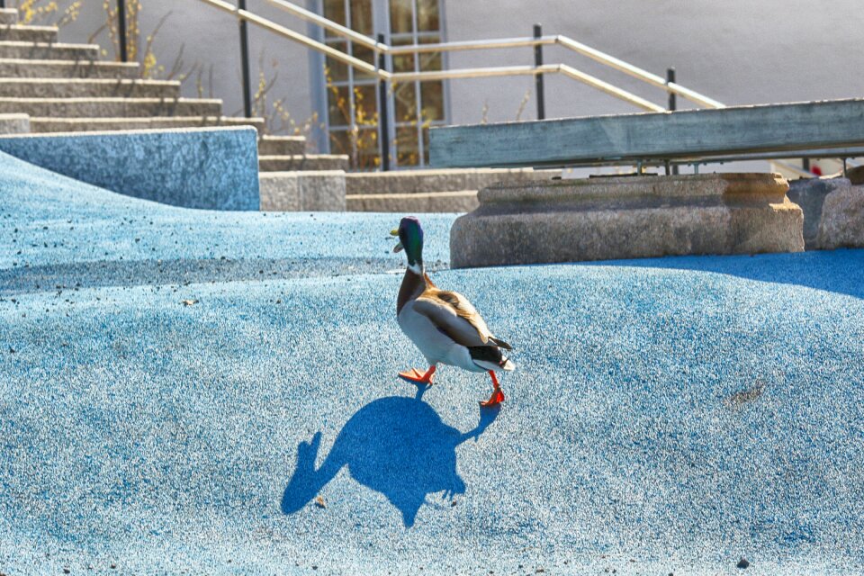 Duck animal nature