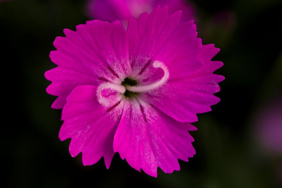 Bloom flower dianthus