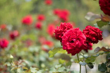Flower garden rose