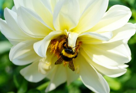 Pollination pollen bloom