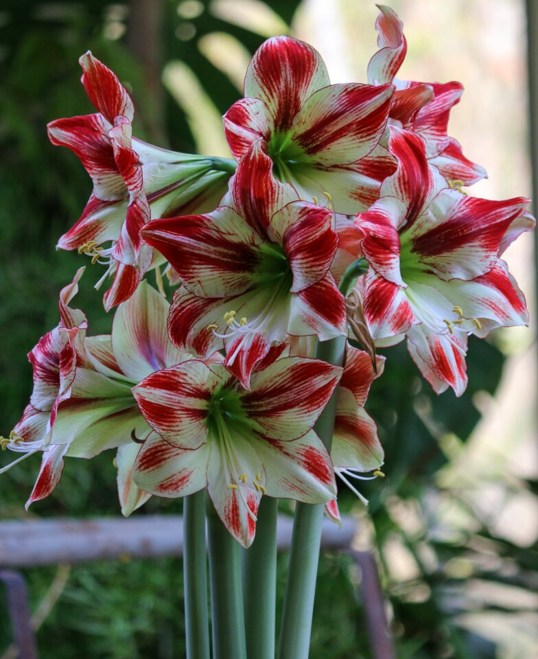 Bulb summer flowering