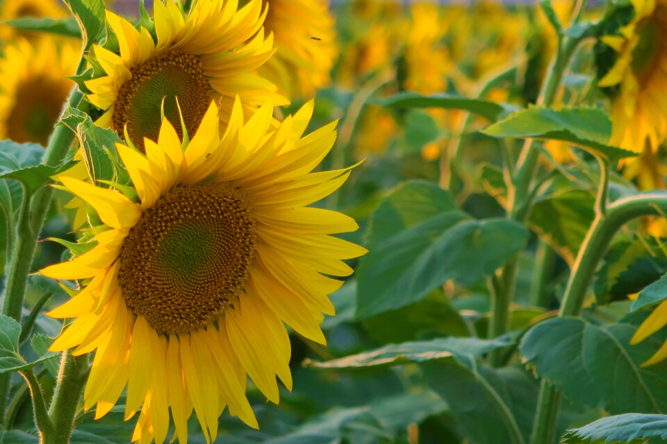 Nature agriculture field