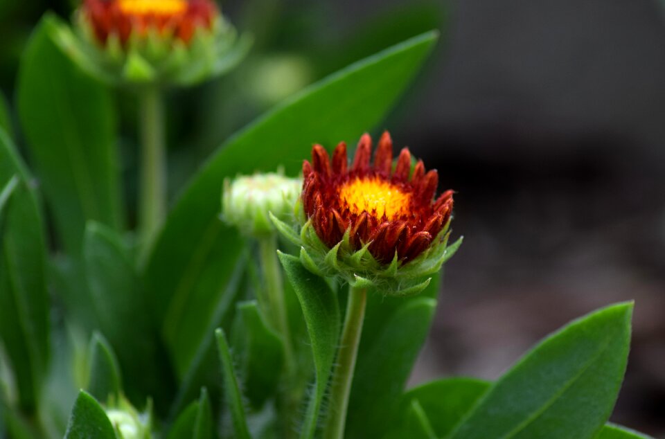 Garden summer flower nature