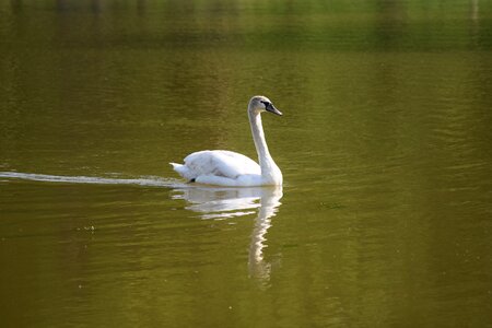 White bird nature photo