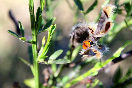 Ladybug bug beetle photo