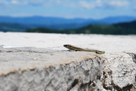 Nature masonry animal