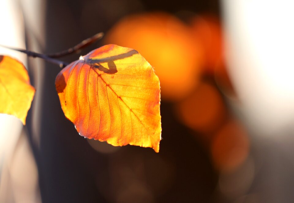 Beech leaf gold autumn colours