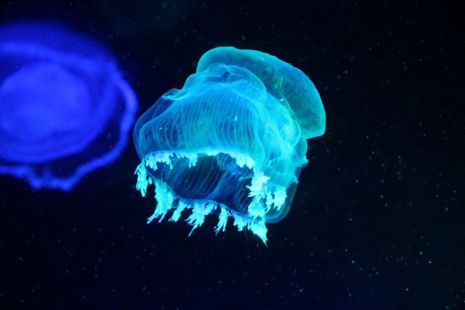 Aquarium jellyfish black light