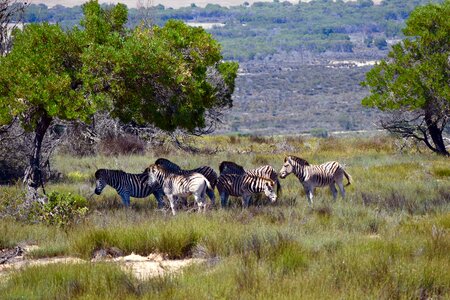 Wildlife outdoors animal