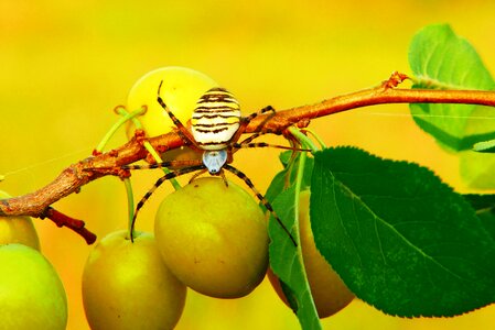 Fruit plum garden