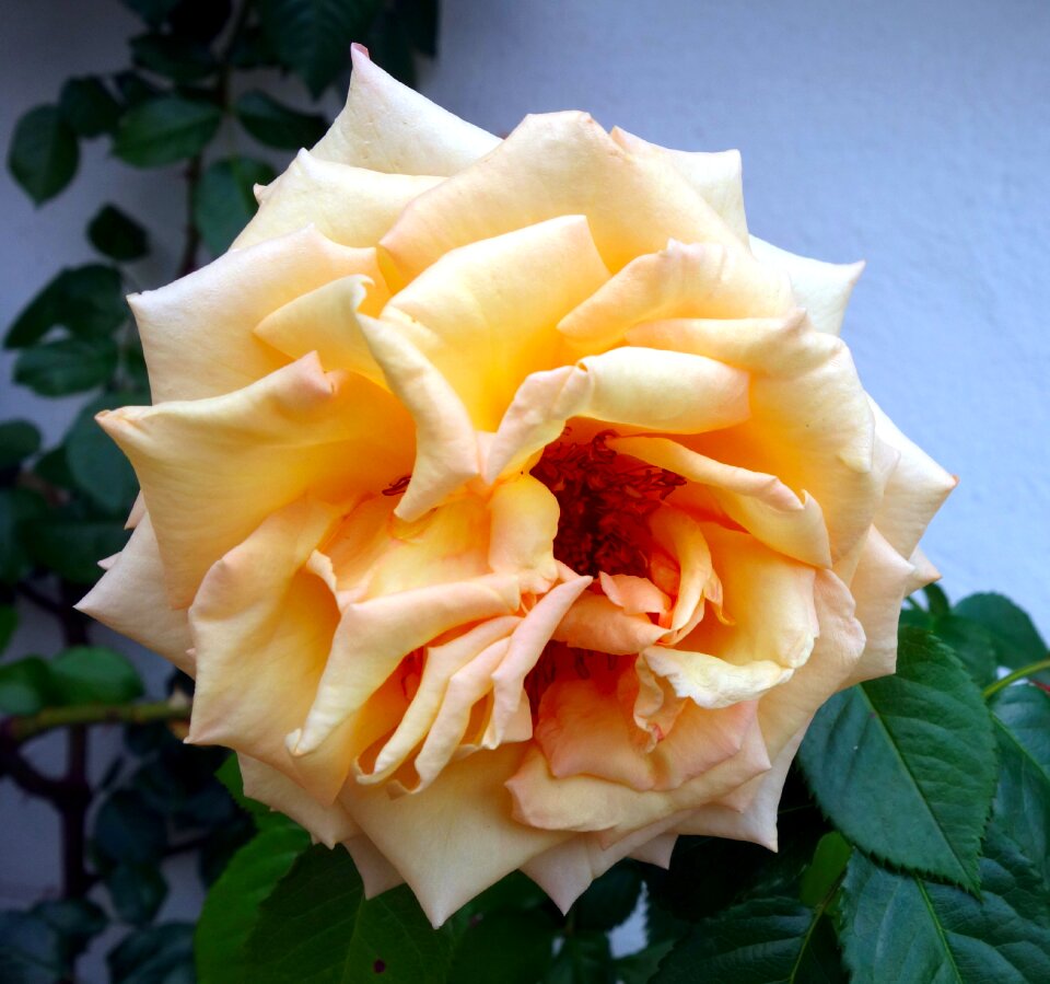 Bloom garden romantic