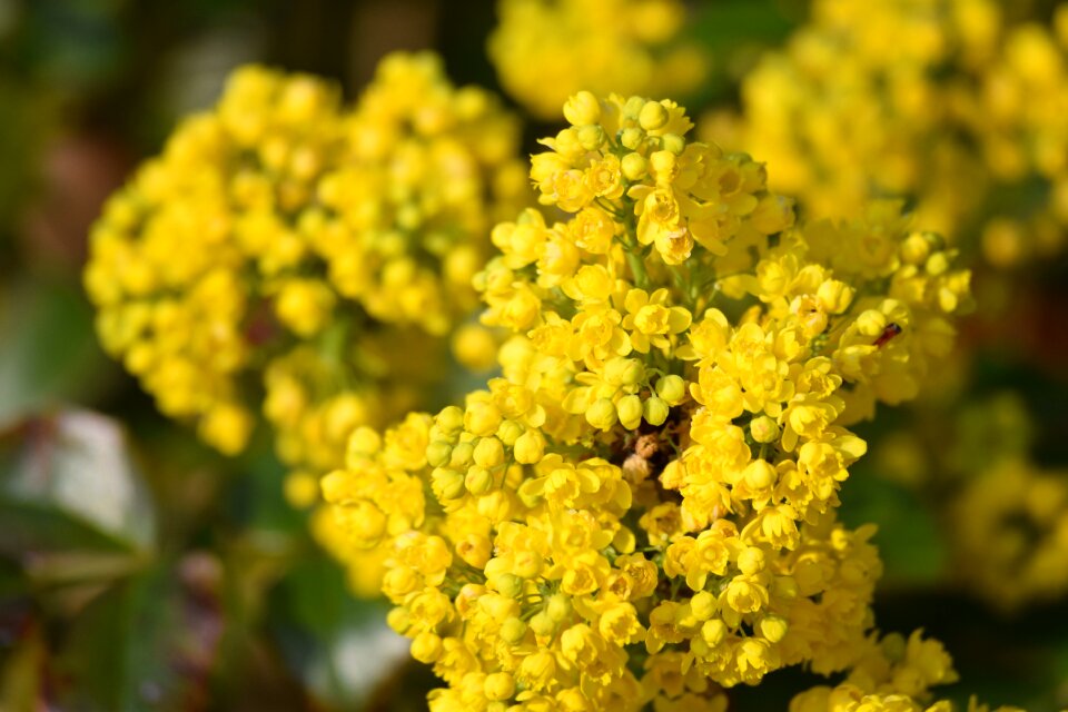 Spring flora bloom