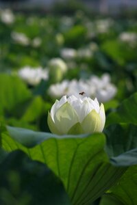 Flowers water lilies plants photo