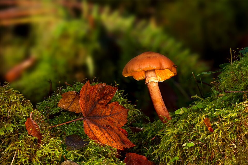 Moss forest floor forest mushroom
