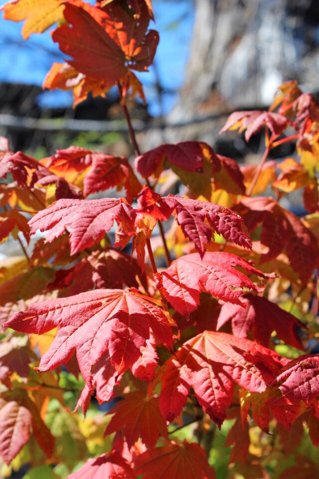 Autumn red maple forest maple photo