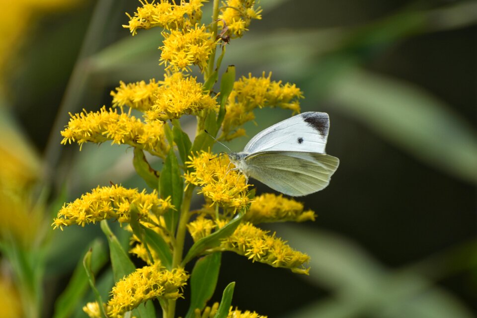 Insect butterfly street
