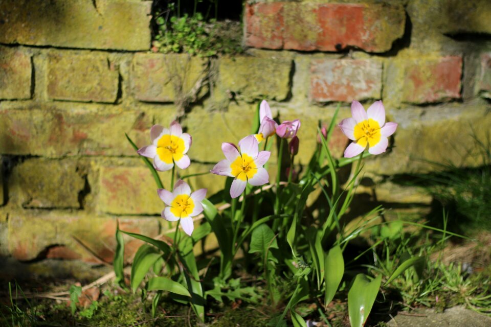 Nature plant outdoor
