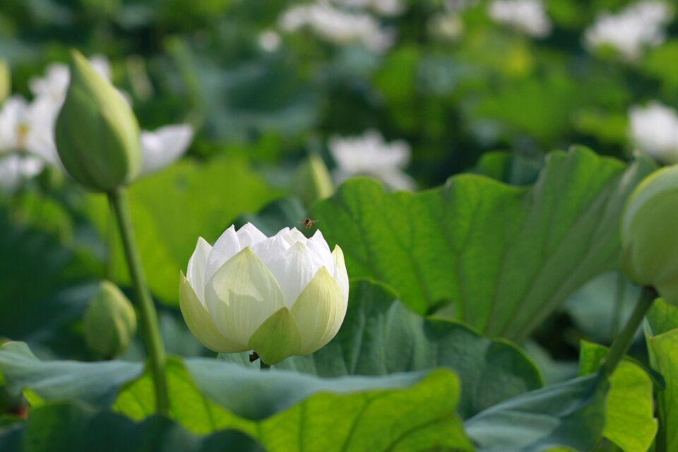 Flowers water lilies plants