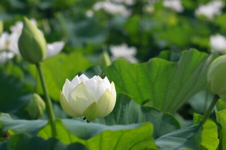 Flowers water lilies plants