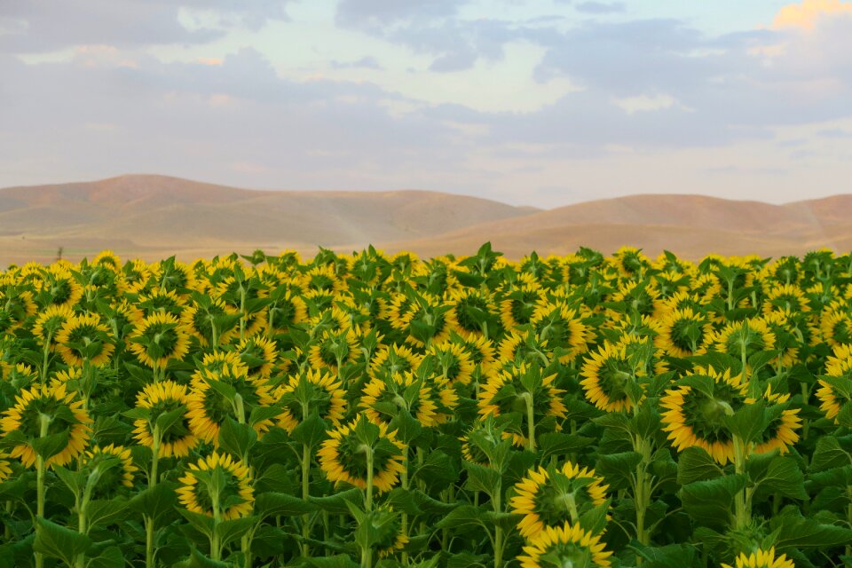 Nature agriculture field