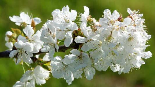 Cherry nature season