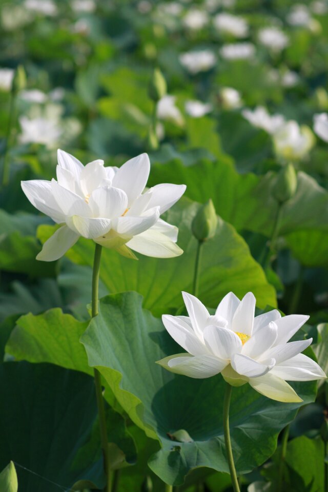 Flowers water lilies plants