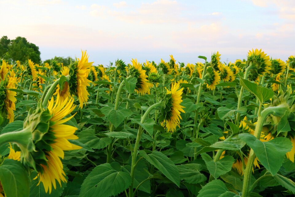 Nature agriculture field photo