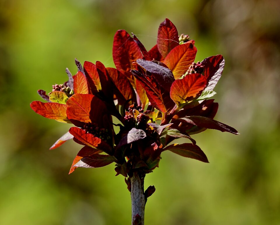 Leaf nature plant