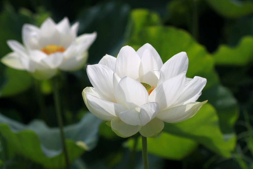 Flowers water lilies plants