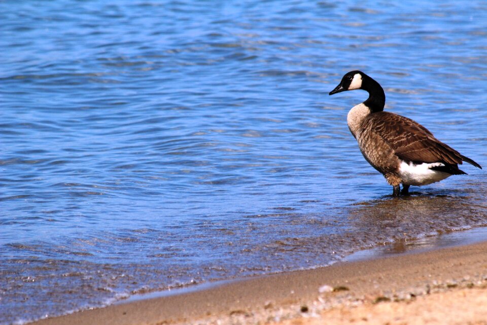 Duck lake wildlife