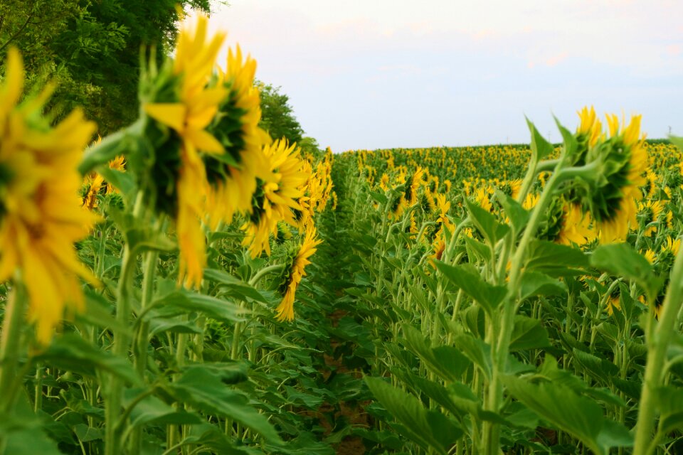 Nature agriculture field