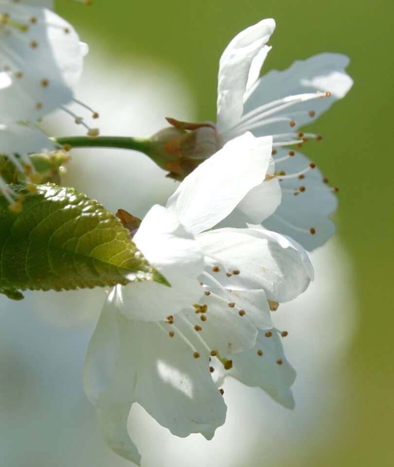 Flower leaf cherry