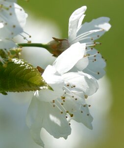 Flower leaf cherry photo