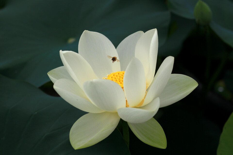 Flowers water lilies plants