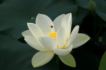 Flowers water lilies plants photo