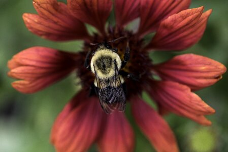 Bumblebee insect nectar