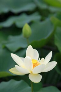 Flowers water lilies plants photo