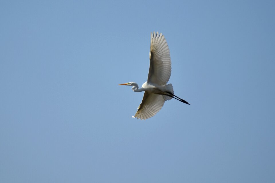 Wild birds heron egret photo