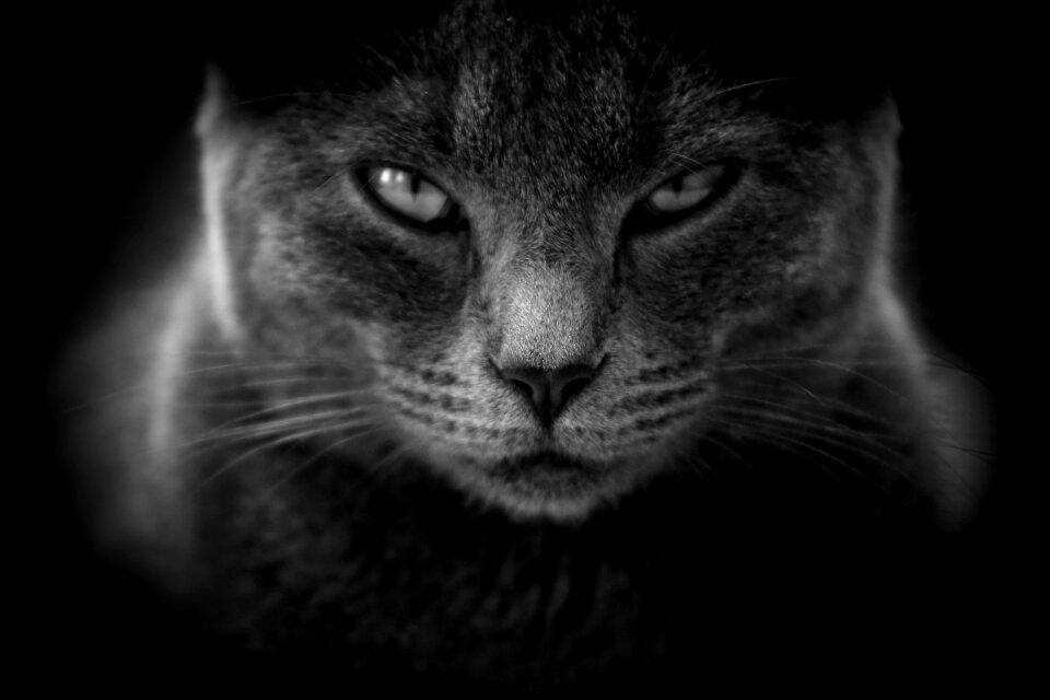 Close up black and white cat eyes photo