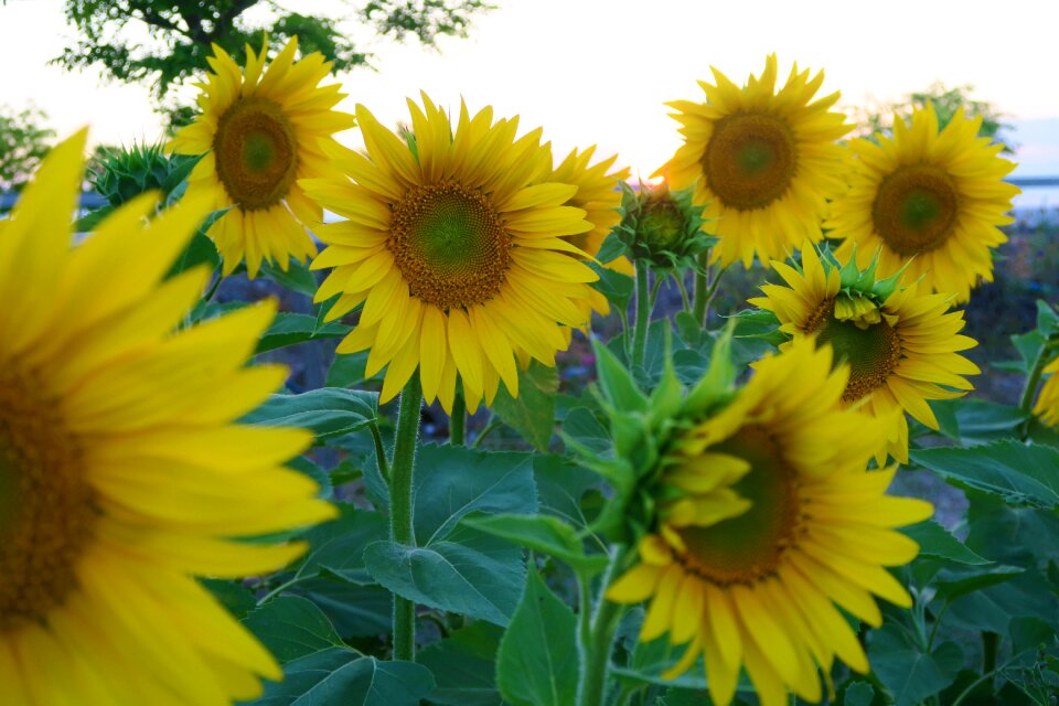 Nature agriculture field