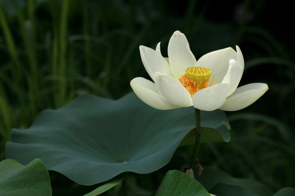 Flowers water lilies plants
