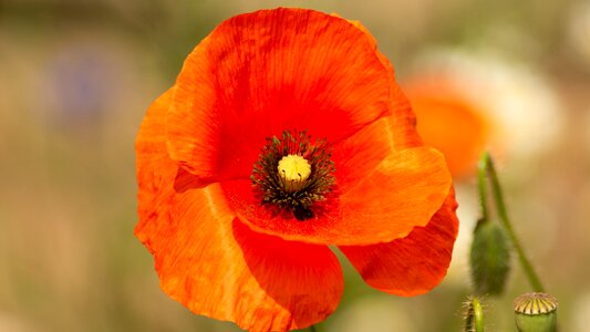 Flower poppy flora