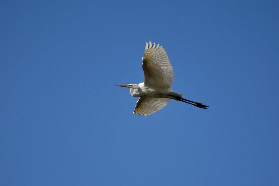 Wild birds heron egret photo