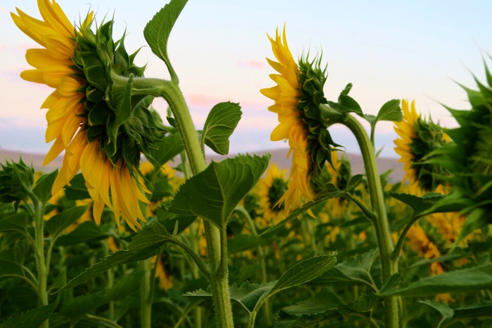 Nature agriculture field