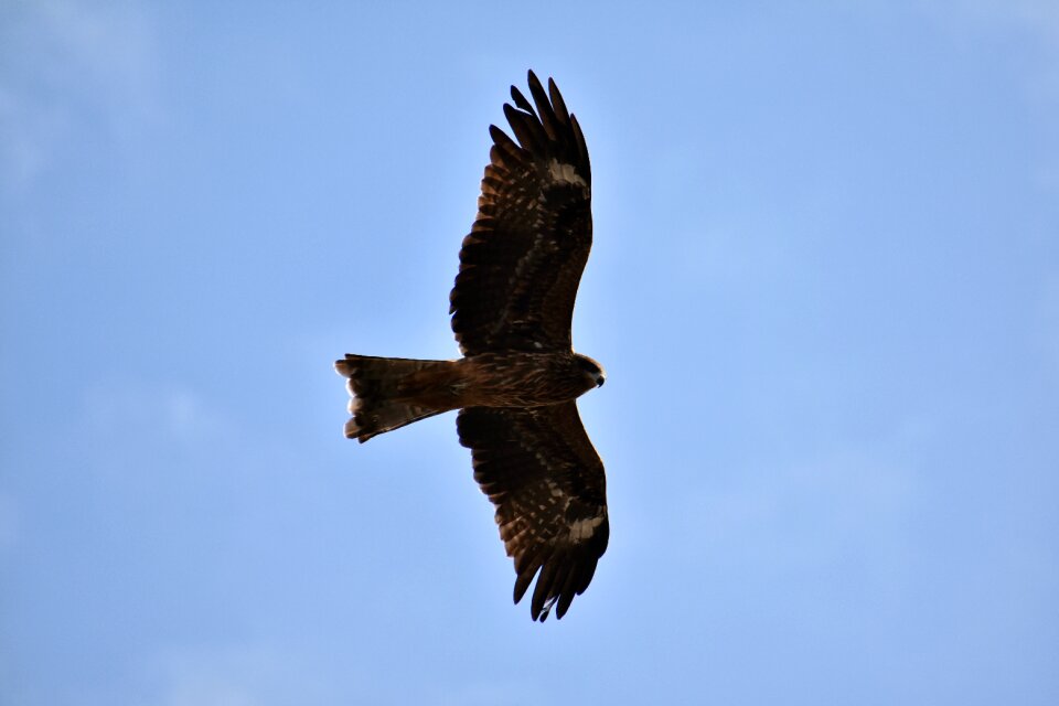 Wild birds raptor video